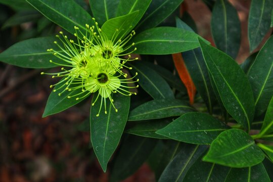 Xanthostemon chrysanthus or golden penda is a tree with striking yellow flowers, and is the floral symbol of the city of Cairns.

