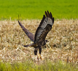 bird, wild lebende tiere, natur, raubtier, wild, beute, greifvogel, fliegender, hunter, bussard