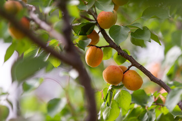 Ripe apricots in the orchard