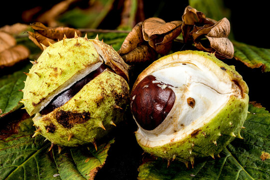 Close-up of a horse chestnut (conker) seed emerging from its spiky green husk on a background of leaves - Powered by Adobe