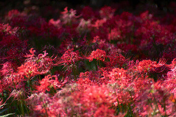 真っ赤に輝く彼岸花