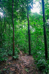 A narrow dirt path winds through a dense, green forest filled with tall trees and lush undergrowth.