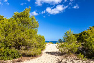 Kiefern in den Dünen bei Cala Mesquida, Mallorca, Spanien