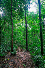 Obraz premium A narrow path winding through a dense, vibrant green forest.