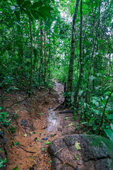 Fototapeta premium A muddy trail winding through a lush and dense green forest.