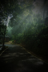 Obraz premium A forest road with trees on both sides