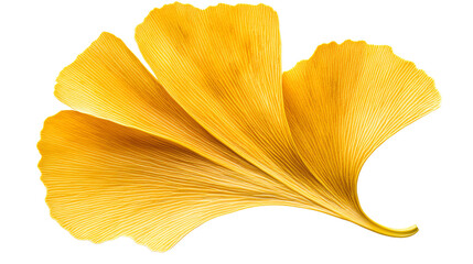Naklejka premium vibrant yellow ginkgo leaf showcases its unique fan shape and intricate vein patterns, symbolizing resilience and longevity in nature