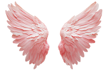 Pink Angel Wings on Transparent Background