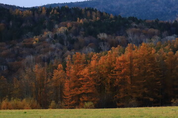 晩秋　夕日に照らされる紅葉の木々