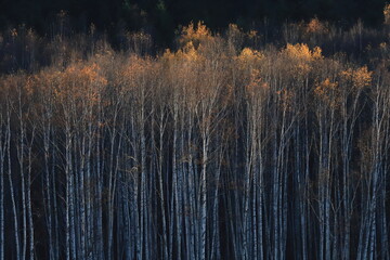 晩秋　夕日に照らされる紅葉の木々