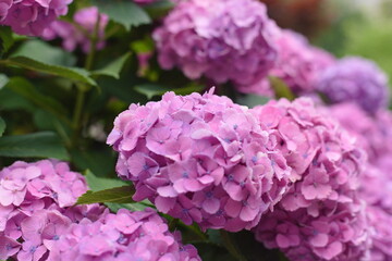 Pink hydrangea flowers background