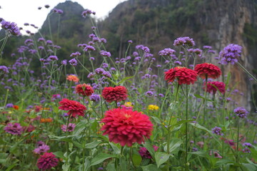 Fototapeta premium A field of flowers with a mix of purple and yellow flowers