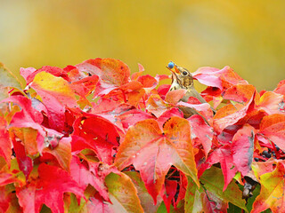 Bird feeding with a blue berry in the beak in colorful autumn leaves