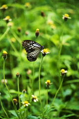 Butterfly perched on a flower amidst lush greenery.