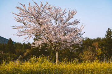 유채와 벚꽃 06
