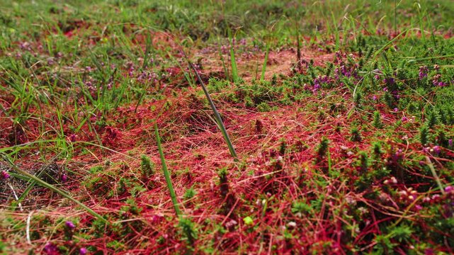 Parasitic plant called Cuscuta epiphytum growing on green meadow, handheld