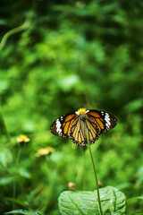 Obraz premium A vibrant butterfly perched on a flower in a lush green garden.