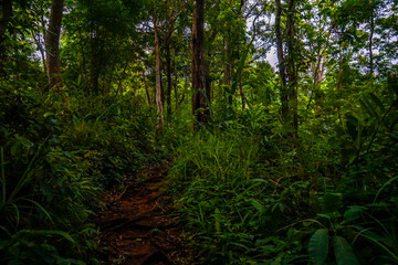 Obraz premium A lush, green forest pathway with tall trees and dense foliage.