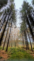 Fototapeta premium Hiking trail in the autumn pine trees forest at Slieve Bloom Mountains, Forelacka, Kinnitty, Co. Offaly, nature background