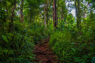 Obraz premium A view through lush green foliage in a dense forest.