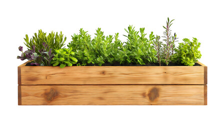 Green Plants in a Rustic Wooden Planter box isolated on transparent background. PNG file, cut out