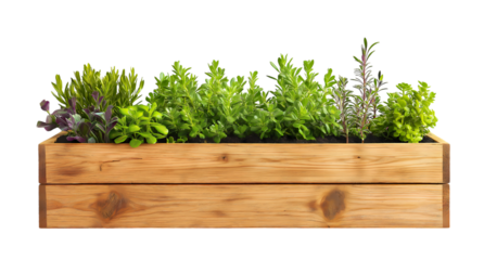 Green Plants in a Rustic Wooden Planter box isolated on transparent background. PNG file, cut out