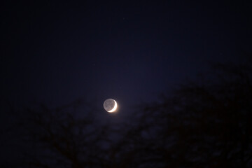 The rising moon in contrast with the silhouette of a tree. Earth's natural satellite in the night sky along with the terminator line