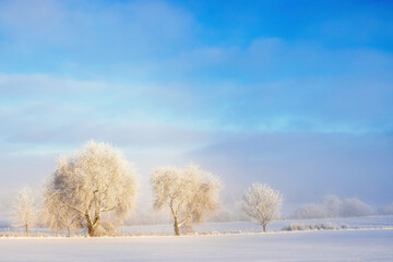 Row of tree with hoar Frost in a rural winter landscape