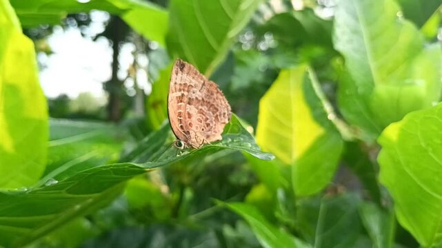 Arhopala centaurus butterfly perched on a leaf