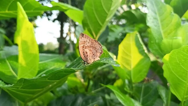 Arhopala centaurus butterfly perched on a leaf