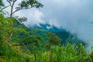A dense forest view with lush green foliage and mist-covered hills.
