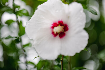 아름다운 무궁화