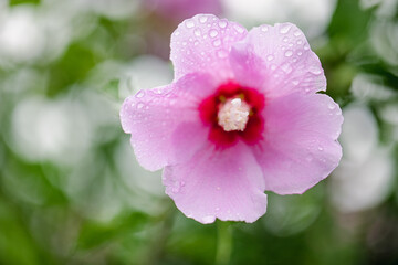 Obraz premium 아름다운 무궁화