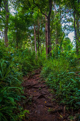 A lush green forest with a diverse range of trees.