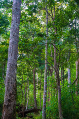 Fototapeta premium A lush forest filled with tall trees and dense foliage.