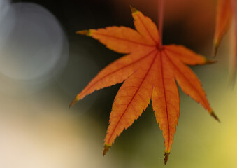 橙色のもみじの葉のクローズアップと黒色と緑色の背景