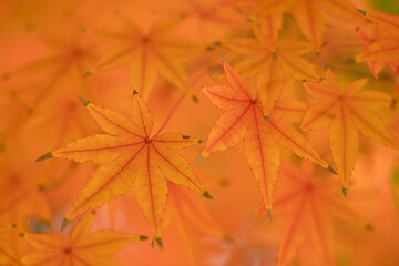 密集した橙色のもみじの葉のクローズアップ