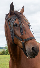 Obraz premium A brown horse with a black mane and a black bridle