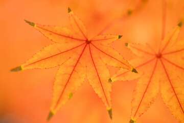 橙色のもみじの葉のクローズアップ