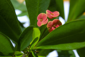 
This is a close-up of a Euphorbia milii in bloom.