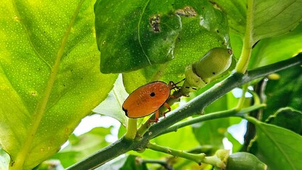 Bronze orange citrus tree stink bug Musgraveia sulciventris