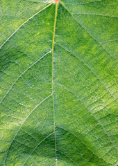 close up of leaf vein texture background