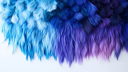 Fototapeta premium 133. A vibrant display of dyed fur in various shades of blue and purple against a white backdrop