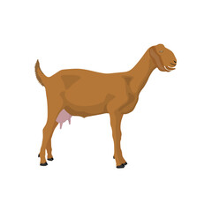 Vector illustration of brown goat in cartoon flat style. Goat animal isolated in white background. Female and male nubian goat in different poses. Icon for logo, infographic, digital resources