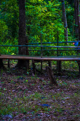 Fototapeta premium A wooden walkway through a verdant forest with tall trees.