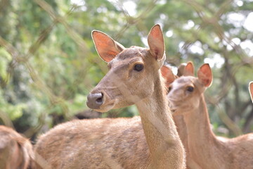 Obraz premium raising deer