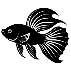 black and white betta fish