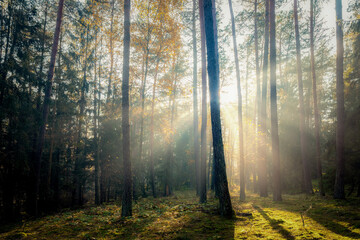 Fototapety na wymiar - Fototapeta24.pl