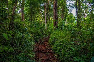 Obraz premium A lush, green forest pathway with tall trees and dense foliage.
