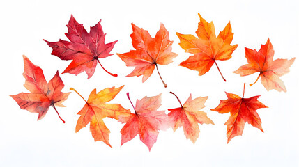 Fototapeta premium A vibrant red maple leaf isolated on a white background, capturing the essence of autumn with its colorful foliage